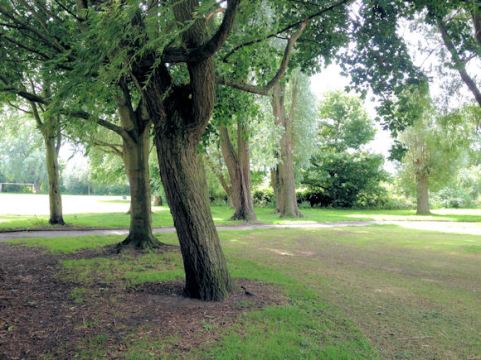 Wrenthorpe Park 010817 (10)