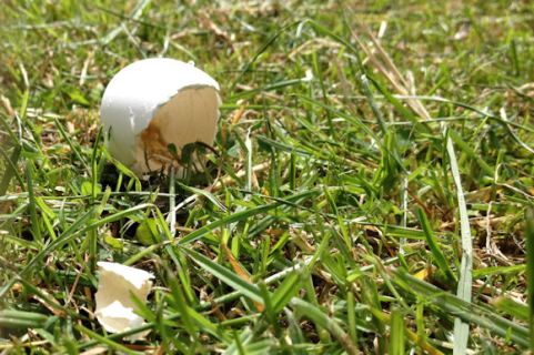 Wrenthorpe Park 010817 (9)