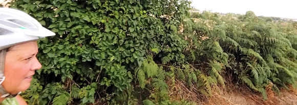 But worth it, Cycling, Chase Your Dreams, No Matter What, Sweat Pledge, This girl can, cycle challenge, get inspired, healthy living, gluten free, Jo Amess, Wakefield, Yorkshire, British Cycling, Let’s Ride, Coeliac, HSBC UK Breeze, Bridgestone, Love to Ride, Cycling UK, open country